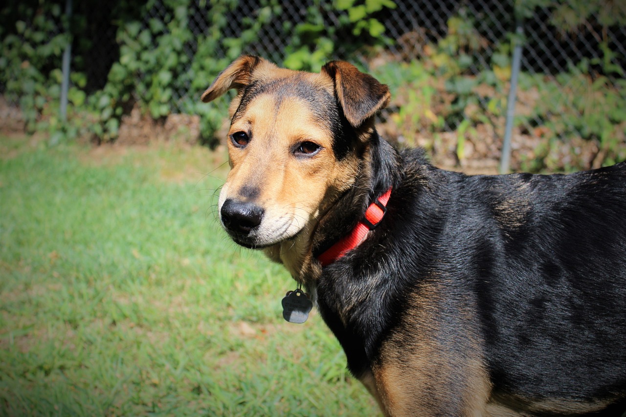 What to Do If Your Pet Gets Caught in a Fence